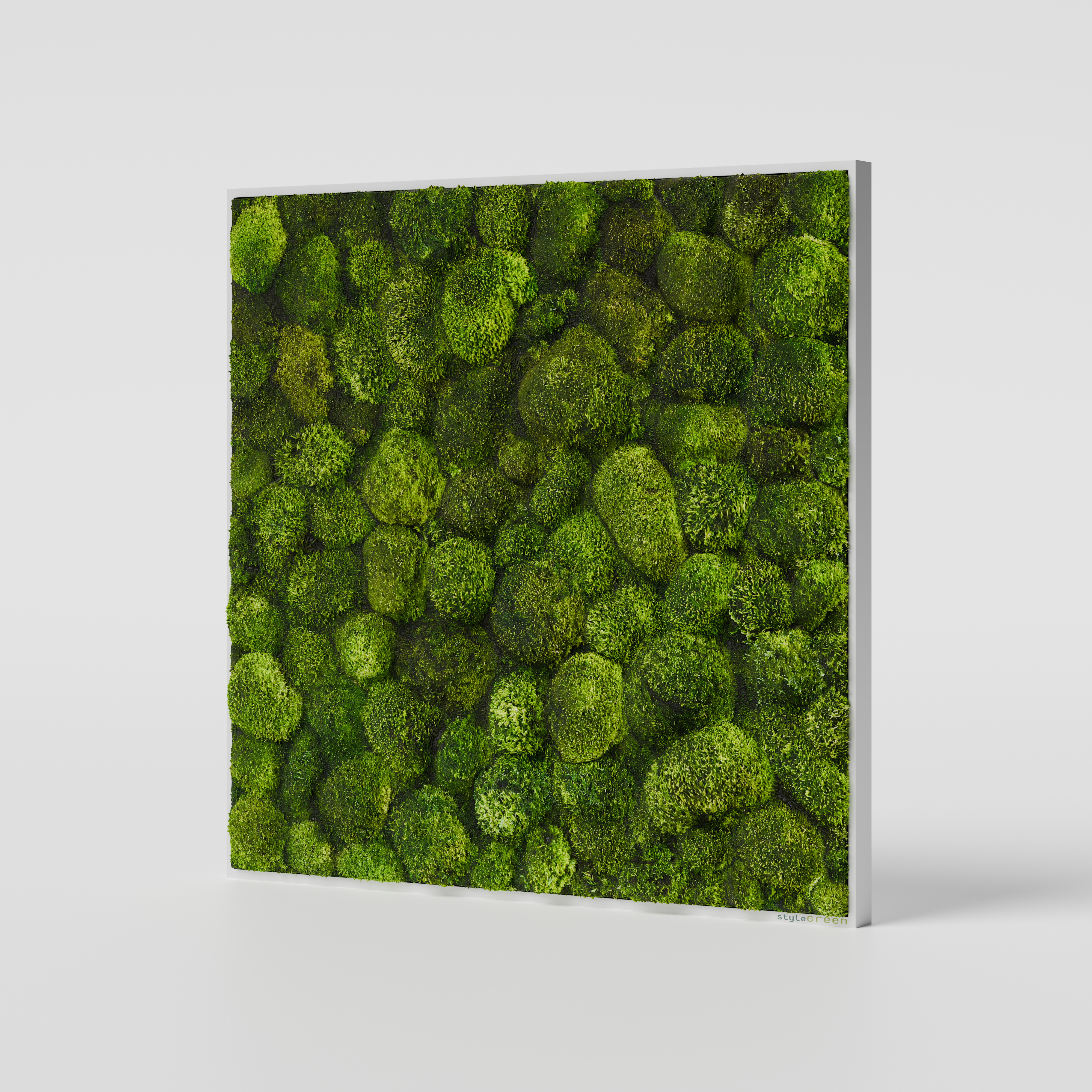 Kugelmoosbild 80x80 cm